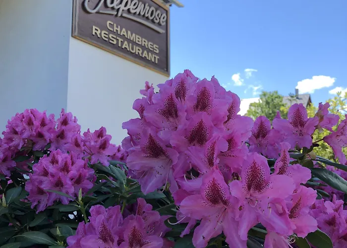 Alpenrose שאמוני