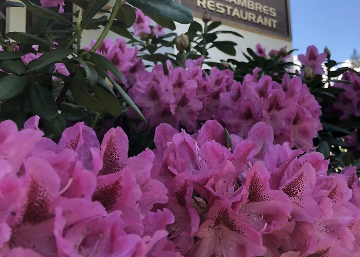 بيت شباب Alpenrose