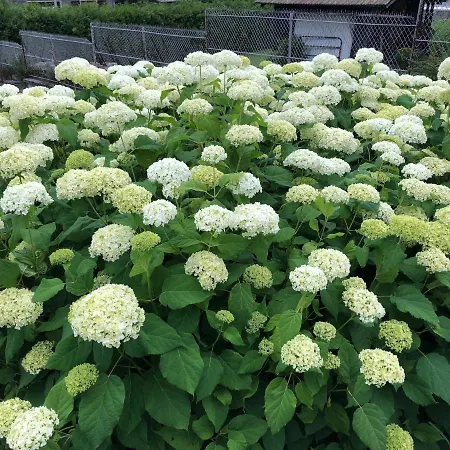 Alpenrose 샤모니