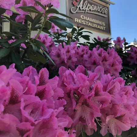 אכסניה Alpenrose