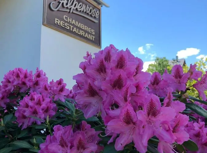 Alpenrose