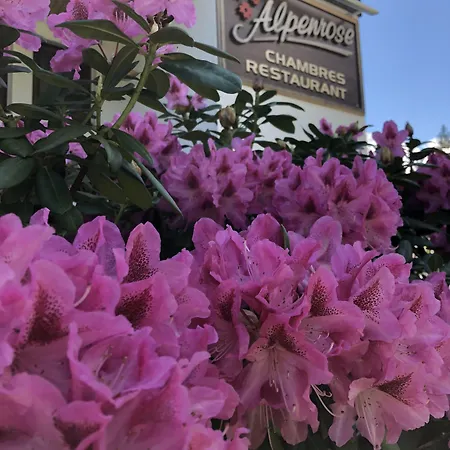 Ostello Alpenrose